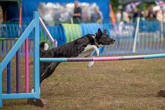 Ace of Dogs - Agility at Hazlemere Fete